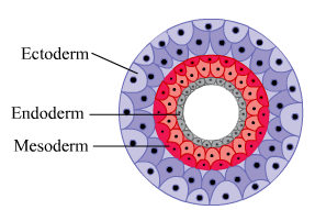 triploblastic organization