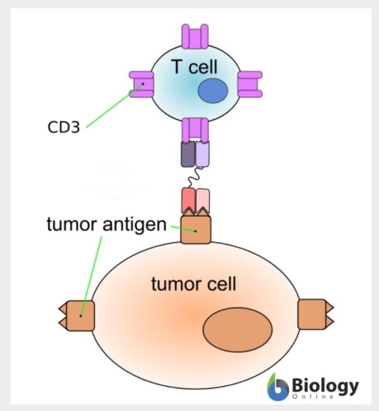 tumor cell and T cell