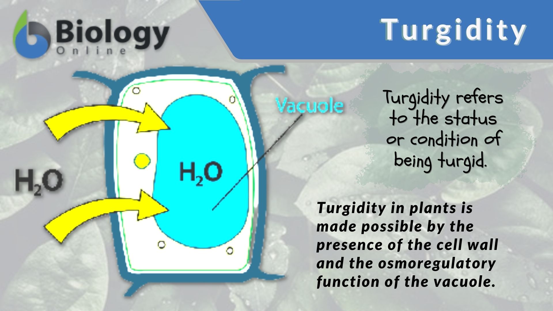 Turgidity - Definition and Examples - Biology Online Dictionary