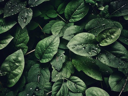 leaf cuticle