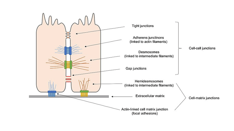 types of cell junctions in epithelial cells