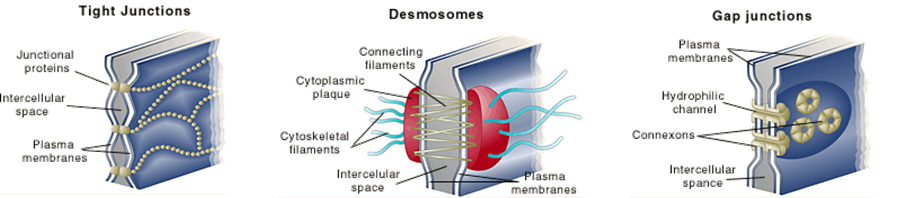 types of cell junctions