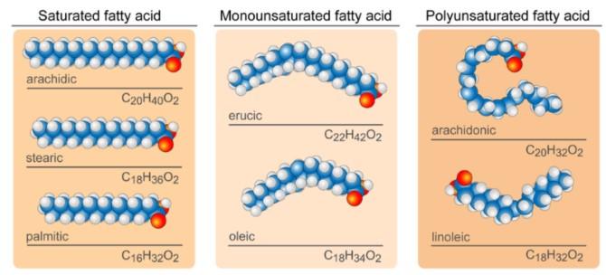 types of fatty acids