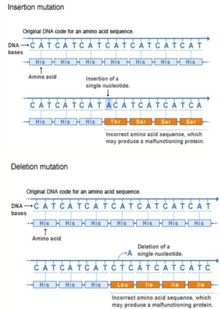 types of frameshift mutation diagram