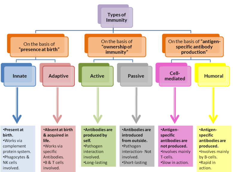 types of immunity