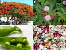 types of legumes