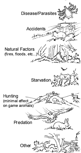 Limiting factor Definition and Examples - Biology Online Dictionary