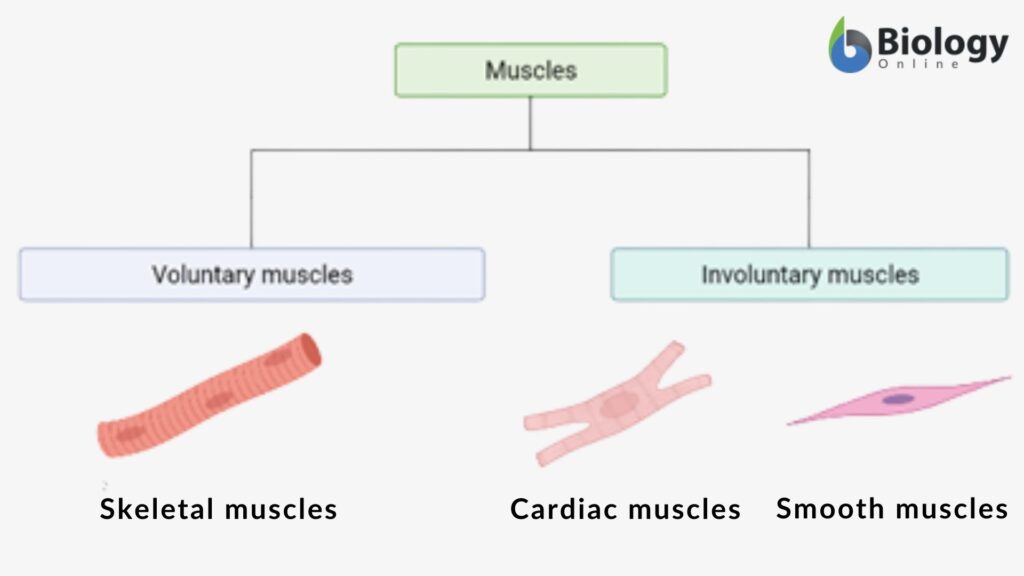 Involuntary muscle Definition and Examples Biology Online Dictionary