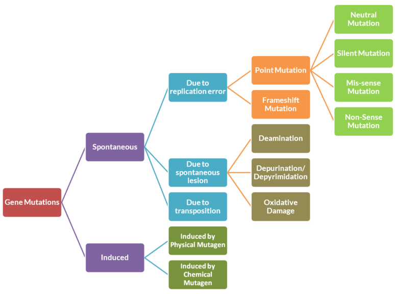 types of mutations diagram