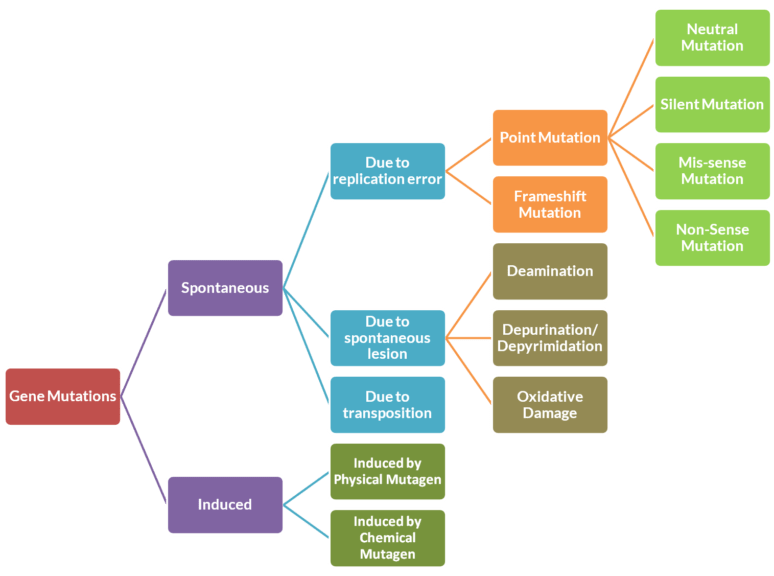 Nonsense mutation - Definition and Examples - Biology Online Dictionary