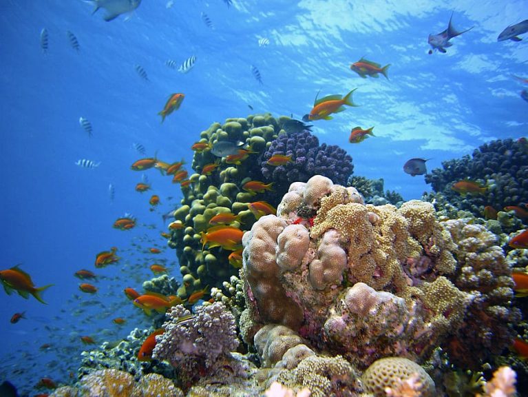 underwater-reef-diving-underwater-world