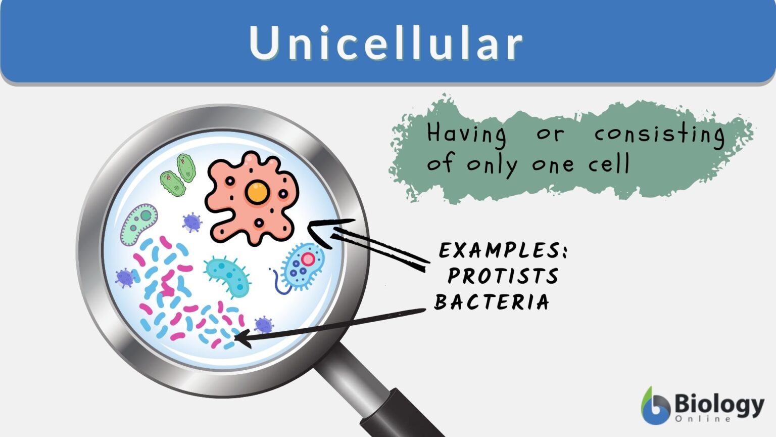 Unicellular definition and examples biology online dictionary