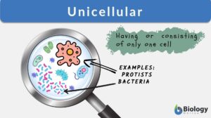 unicellular definition