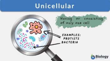 unicellular definition