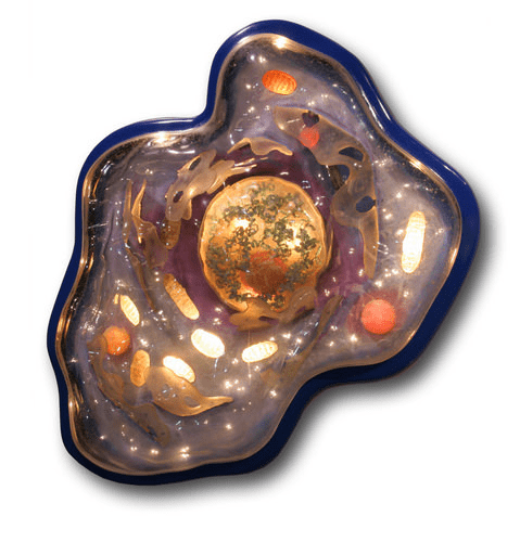 unicellular organism