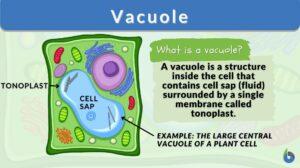 vacuole definition and example
