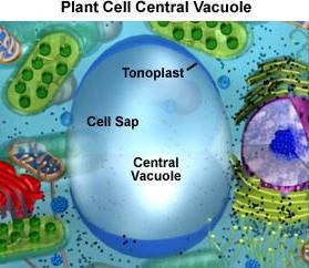 Vacuole - Definition and Examples - Biology Online Dictionary