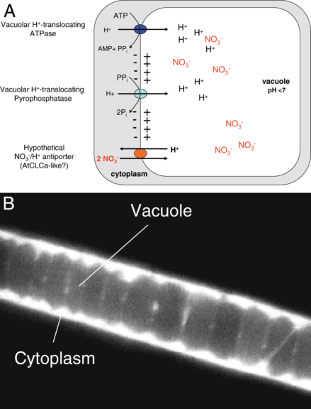 vacuoles in sulfur bacteria
