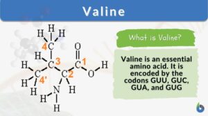valine definition and example