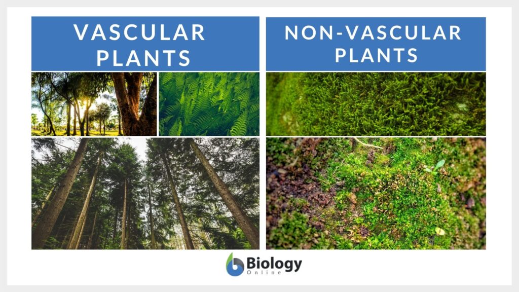 vascular plants and nonvascular plants