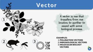 vector definition and examples