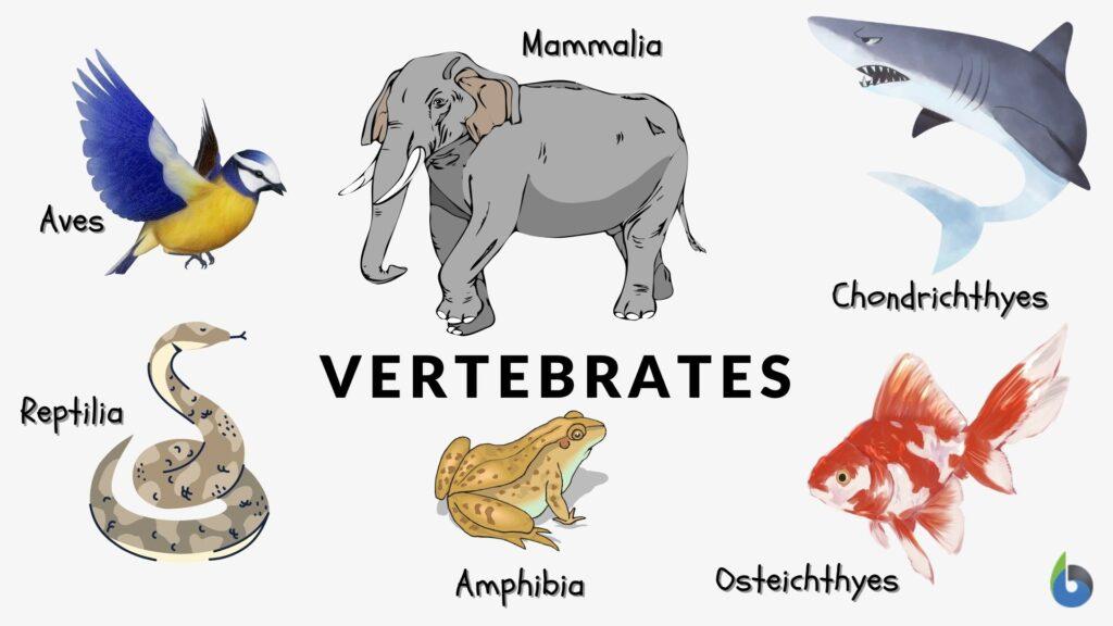 vertebrates