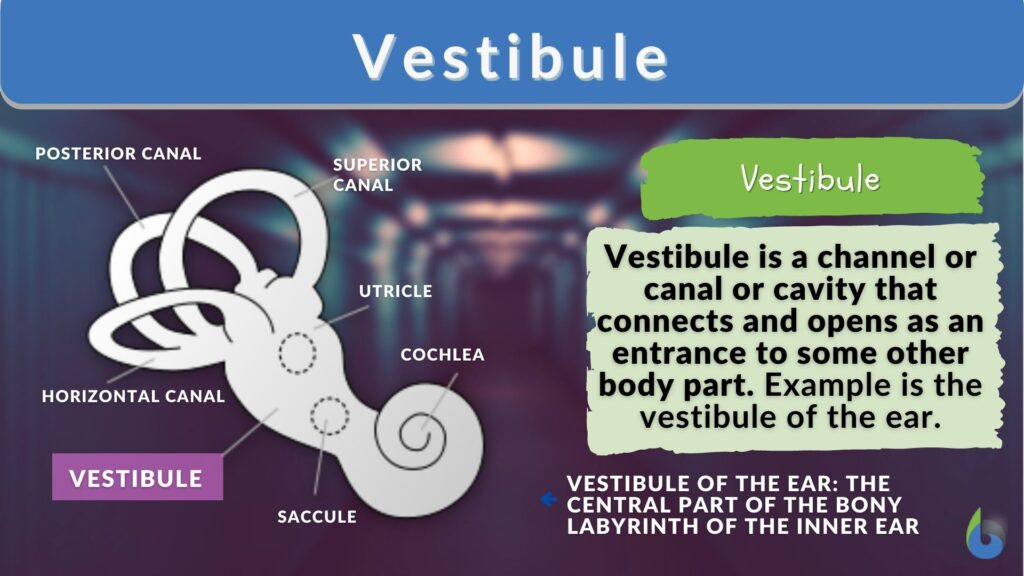 Vestibule Definition and Examples Biology Online Dictionary