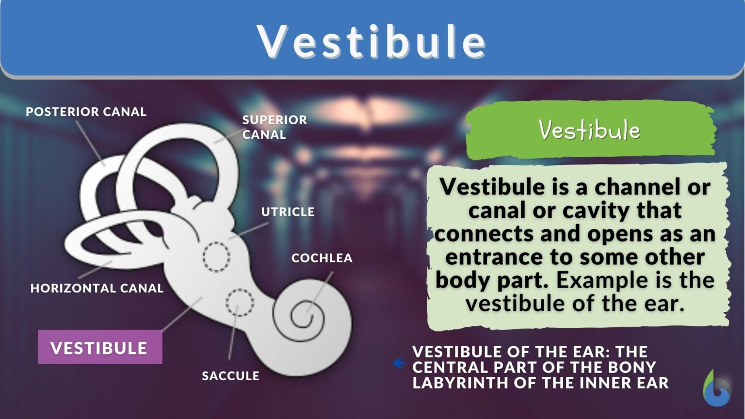 Vestibule Definition And Examples Biology Online Dictionary vestibule-definition-and-examples-biology-online-dictionary