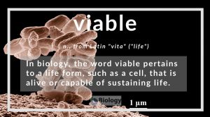 viable definition