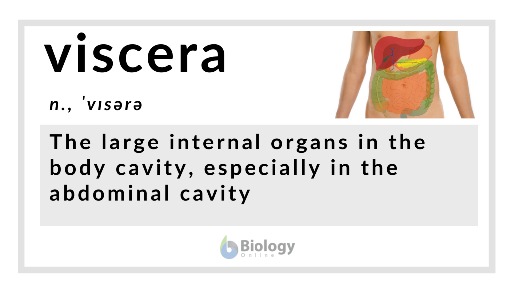Viscera Definition And Examples Biology Online Dictionary viscera-definition-and-examples-biology-online-dictionary