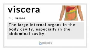 viscera definition