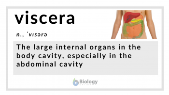 viscera definition