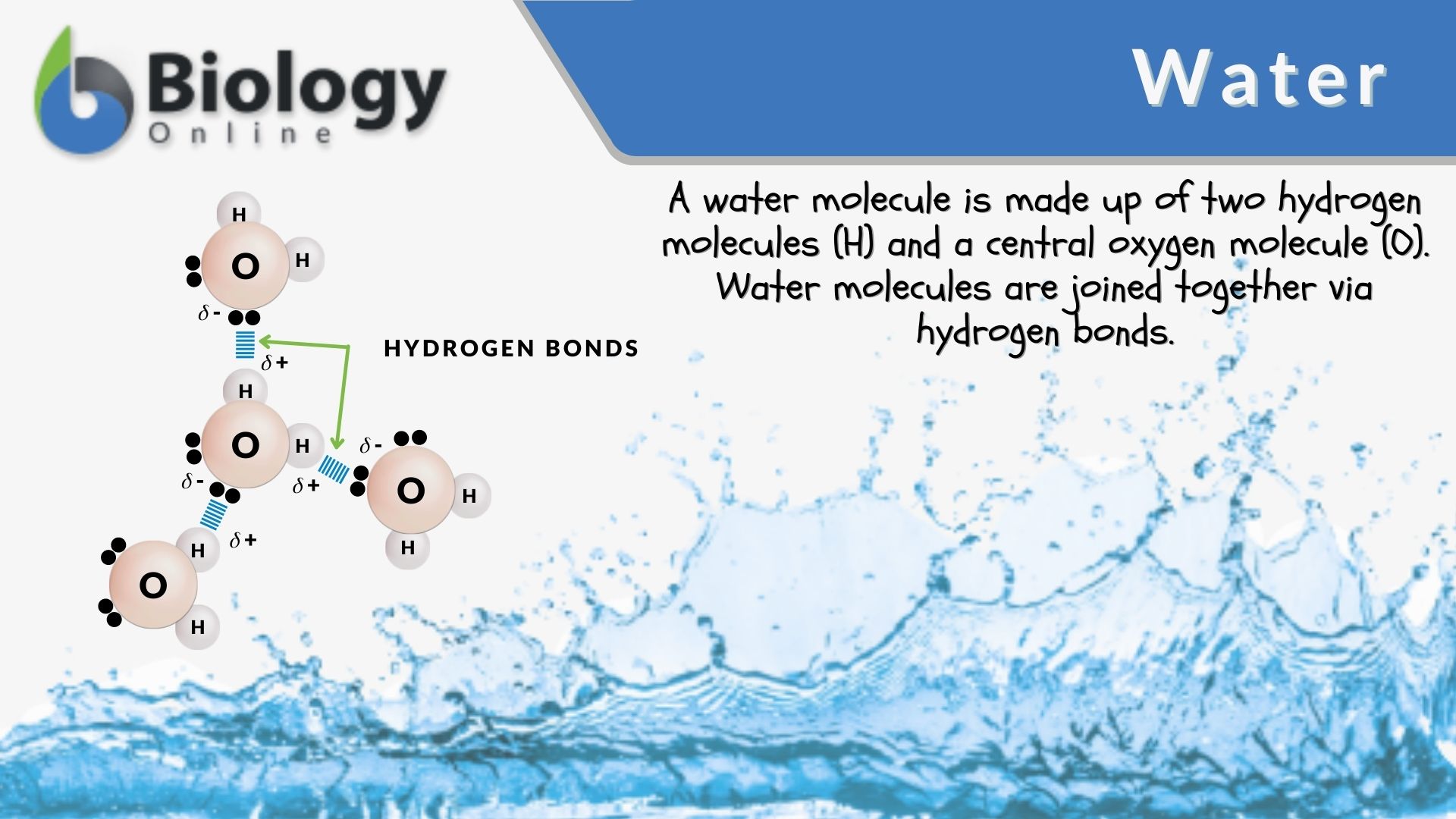 water as a transport medium in the body