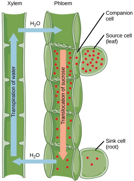 Function Of Xylem Vessels In Plants Infoupdate