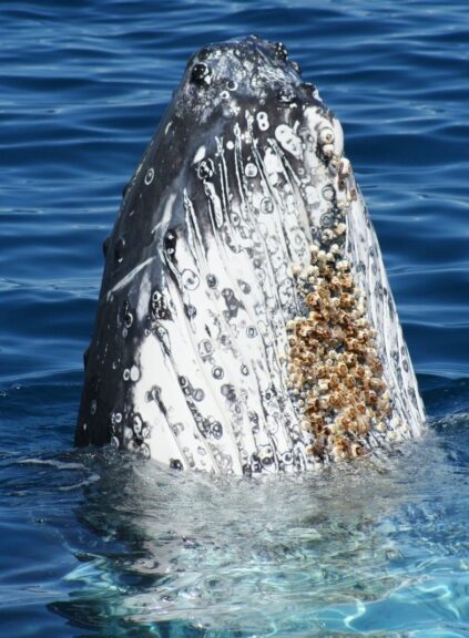 whale body covered in barnacles