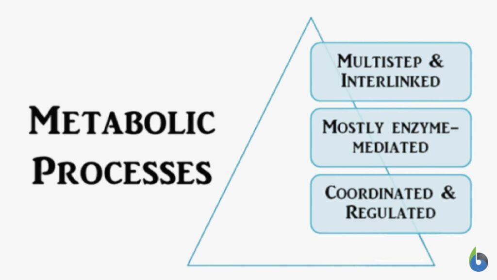 meaning of metabolic tasks