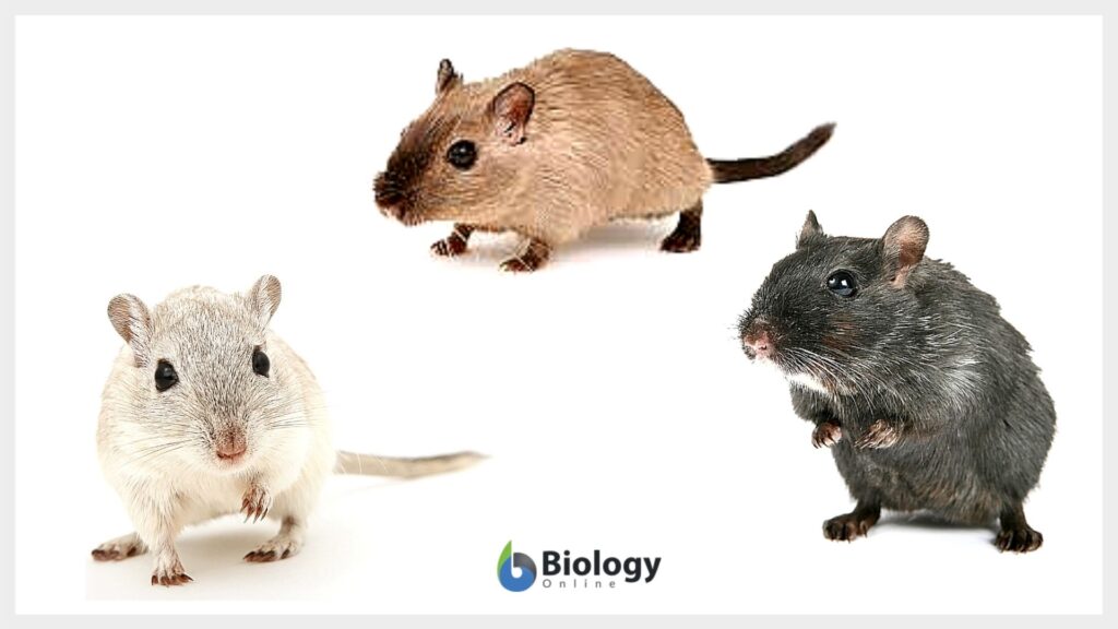 white, black, brown mice