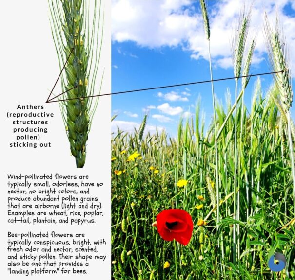 wind pollinated flower vs insect pollinated flower
