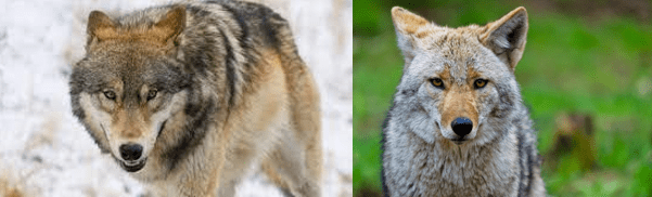 wolf and coyote