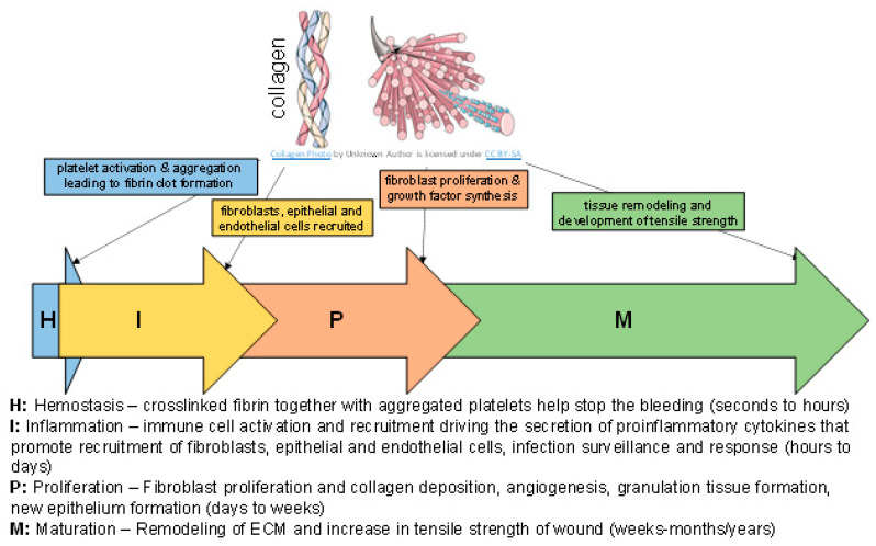 wound healing steps
