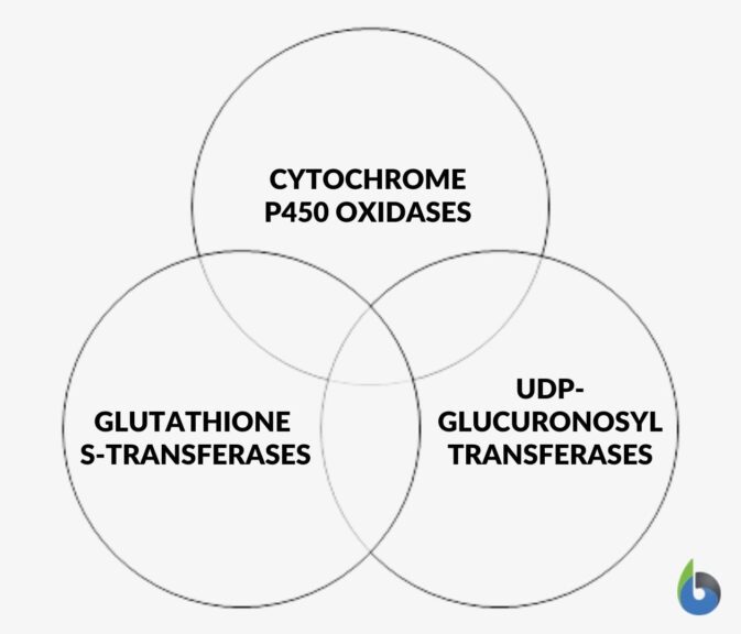 xenobiotic-metabolizing enzymes in humans