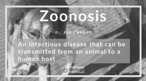 zoonosis definition