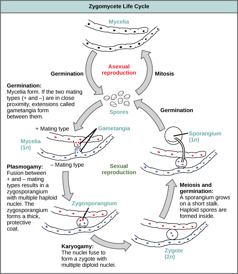zygomycete life cycle diagram