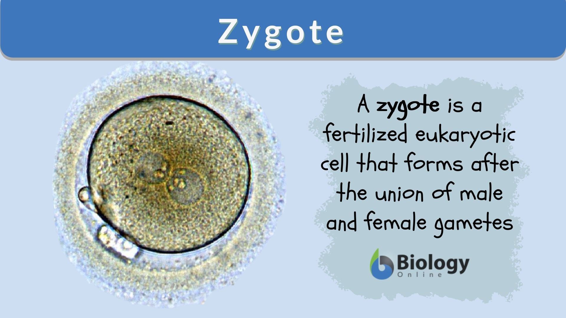 Zygote Definition and Examples - Biology Online Dictionary