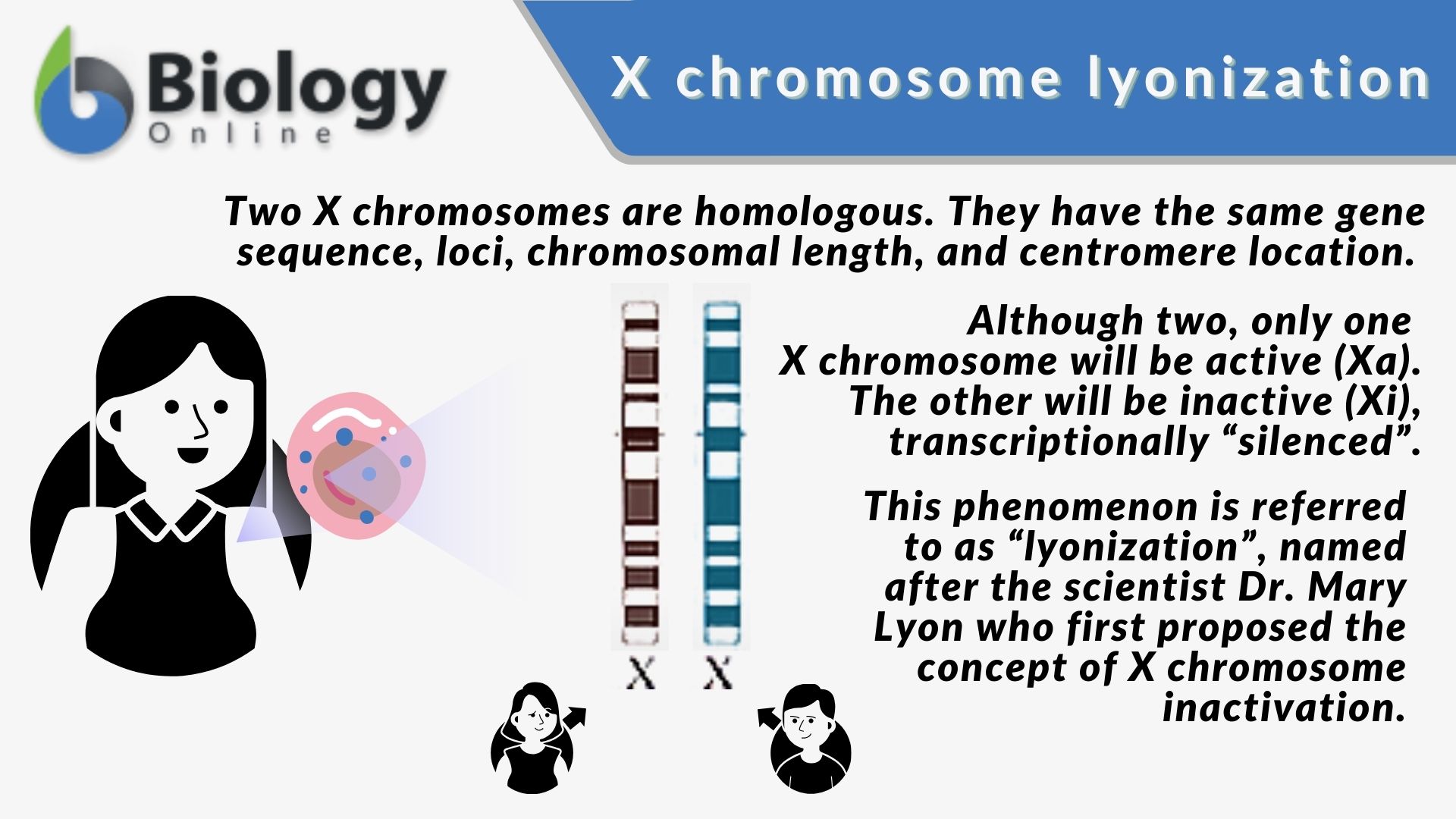Homologous chromosome - X chromosomes lyonization