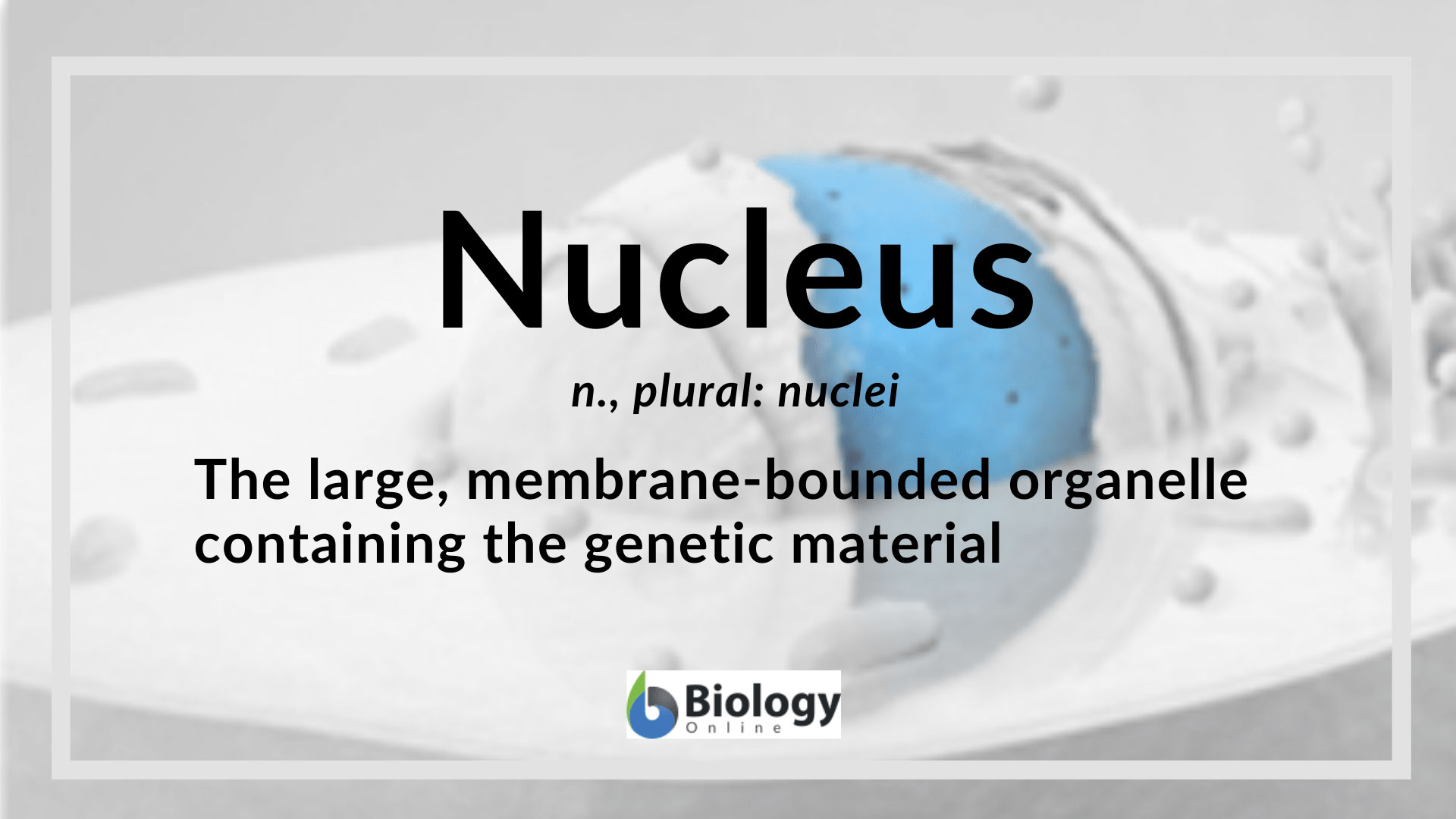 Animal Cell Lacking Nucleus Would Also Lack In : Animal Cell Lacking Nuclei Would Also Lack In A Ribosome B Lysosome C Endoplasmic Brainly In / We did not find results for: