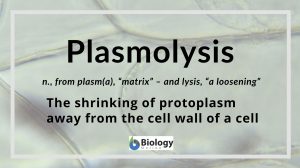 Definition of plasmolysis