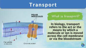 BLOODSTREAM definition and meaning