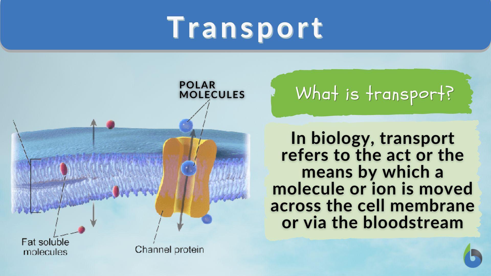 Transport - Definition and Examples - Biology Online Dictionary