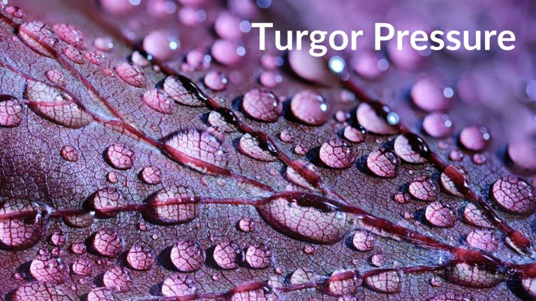 Without turgor pressure, the plant appears wilted and the cells become flaccid.